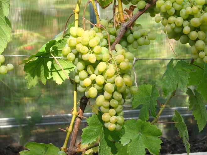 Виноградный гибрид Восторг – это очень плодовитый сорт, который рано и скоро поспевает