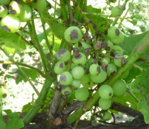 Антракноз поражает не только виноград, но и многие другие культуры