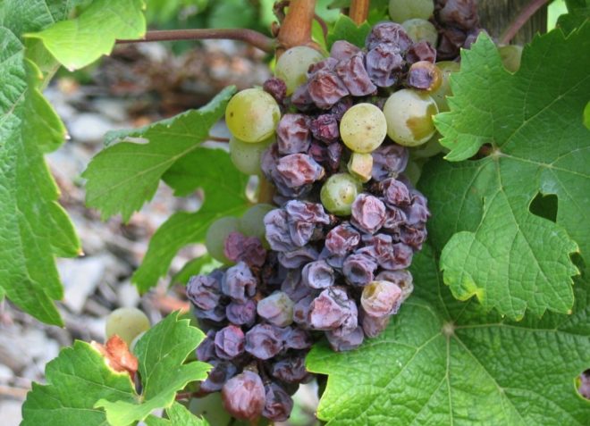 Диплодиоз — заболевание плодов виноградной лозы