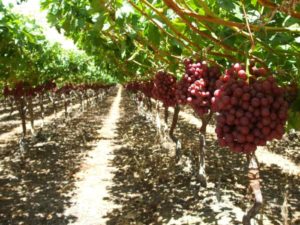 Фаза покоя винограда продолжается всю зиму до появления весеннего тепла