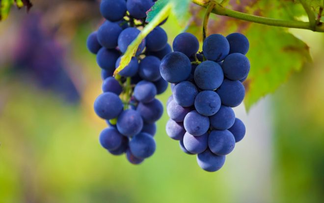 Виноград – растение, к которому необходимо особенно относиться в плане обработки и выращивания
