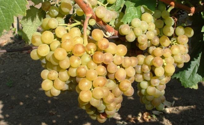 Кишмишем называют виноград с недоразвитыми косточками или лишенный их полностью