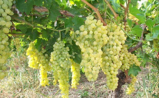 Культивирование винограда в средней полосе России начало практиковаться не так давно