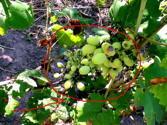 Оидиум - распространенный недуг в виноградниках