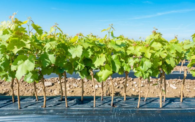 За виноградными сортами с закрытой корневой системой ухаживать проще
