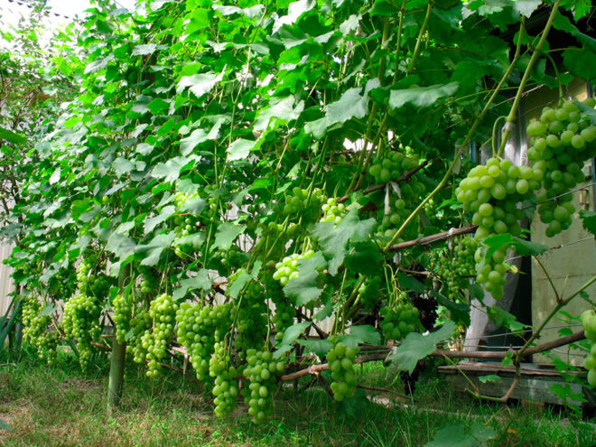 Всё большее количество садоводов в последнее время стремится вырастить у себя на участке виноград