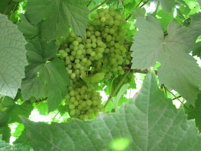 Виноградные листья считаются катализаторами состояния лозы