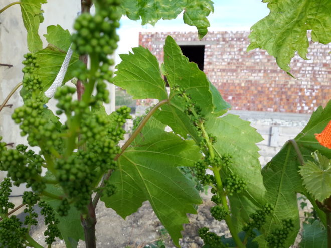 Виноградные листья крайне уязвимы перед лицом многочисленных болезней