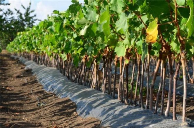 Для садоводов-любителей одной из любимых культур в последнее время является виноград