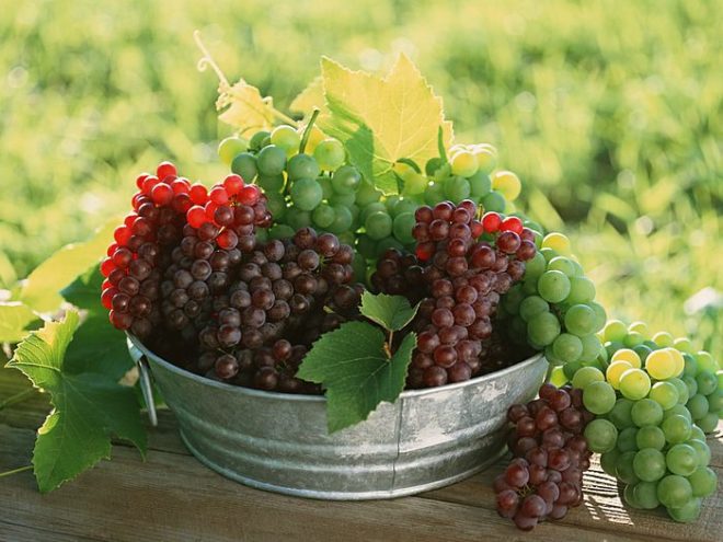 Лечение винограда можно осуществлять и используя народные способы