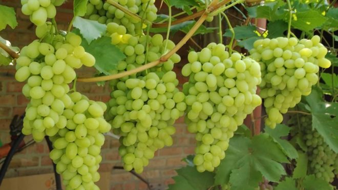 Одним из самых популярных сортов янтарного винограда является сорт «Лора»