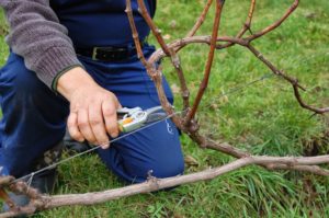 Правильная подвязка поможет избежать выветривания и заражения куста винограда