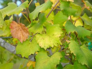 Бледная листва — главный признак хлороза
