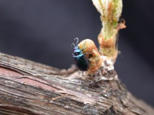 Виноградная блошка начинает поедать растения уже с начала весны