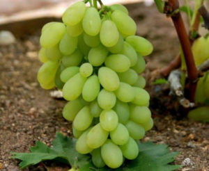 Вегетационный период сверхраннего винограда - 95-105 дней
