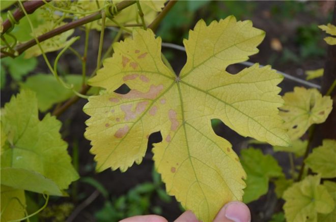 Светло- зеленые листья на винограде могут появиться в результате нехватки в почве каких-либо микроэлементов