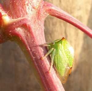 Красные пятна на листе винограда могут быть признаком заражения цикадами