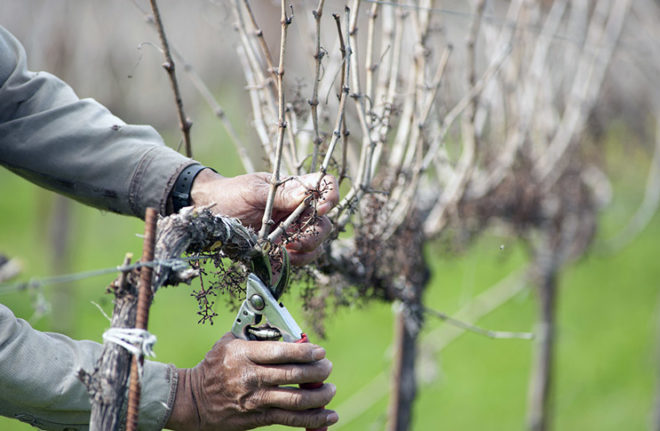 Очищать виноград от лишних побегов лучше начинать с верхней части