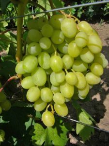 На кусте может развиваться большое количество гроздей
