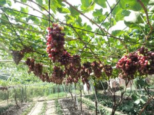 Летние работы необходимы для того, чтобы получить достойный урожай ягод осенью