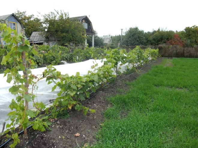 Рост саженцев винограда во многом зависит от того, как их посадить
