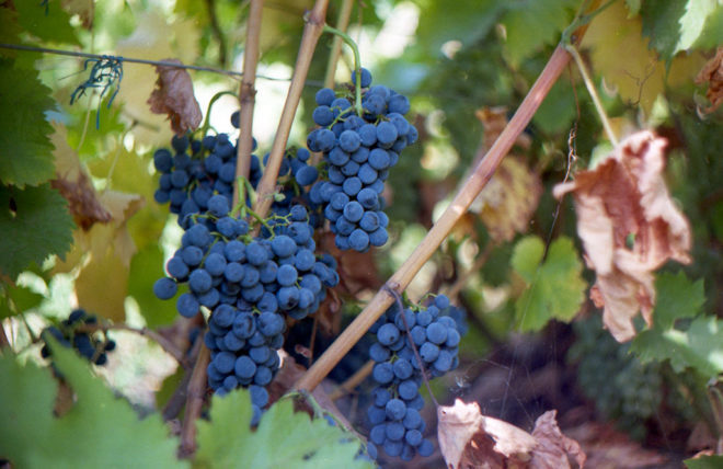 Саперави — это традиционный сорт винограда для производства вина