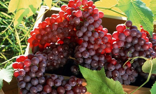 Выращивание винограда – задача непростая, требует планирования и точных расчетов