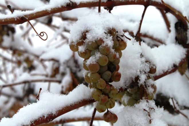Подавляющее большинство южных сортов винограда не способно пережить холодные зимы