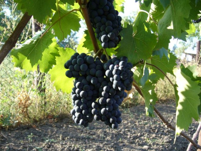 Особую популярность в последние годы набирают виды винограда, созданные селекционером из Украины — Павла Яковлевича Голодриги