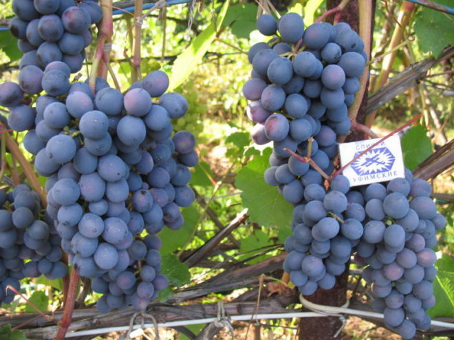 Суровый климат Сибири никак не мешает дачникам успешно выращивать виноград