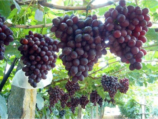 Все сорта Сидлис происходят от дикого винограда