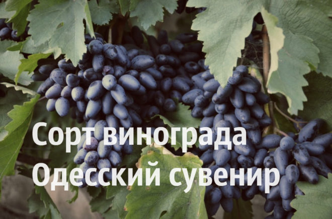 Сорт «Сувенирный» - яркий пример селекции украинских агрономов