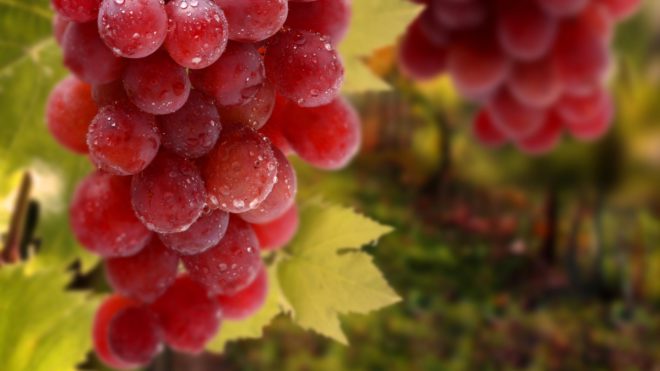 Диабетиком второго типа рекомендуется кушать виноград красного цвета