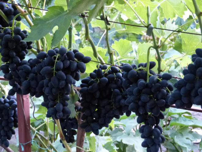 Цвет и вкус плодов зачастую зависит от того места и почвы на которой обитает виноград
