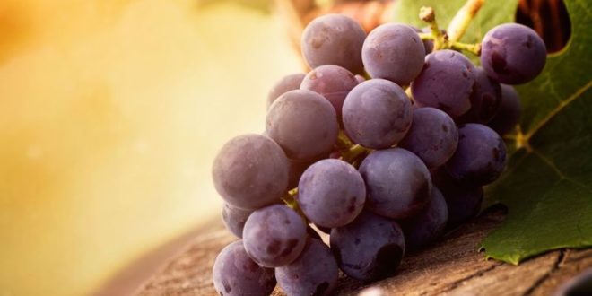 Еще с древних времен известны полезные свойства винограда