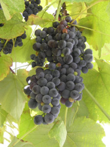 Изюм производят из разнообразия кишмишевого винограда