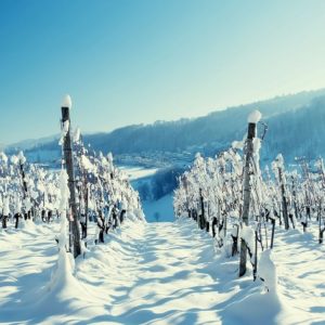 Морозы свыше 25 градусов плохо переносят любые сорта винограда