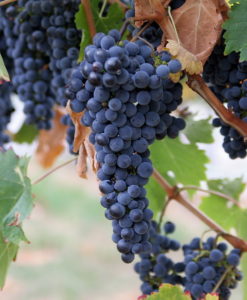 Саперави северный является морозоустойчивым сортом винограда