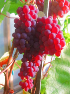 Красные сорта винограда являются эффектным украшением участка