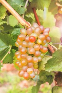 На сегодняшний день любой сибирский дачник в состоянии обеспечить себя виноградом в течение года