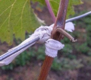 Начать подвязку винограда следует с обрезки старых и обмороженных побегов
