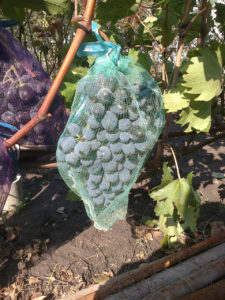 Специальные мешочки – идеальное средство для защиты гроздей винограда от вредителей