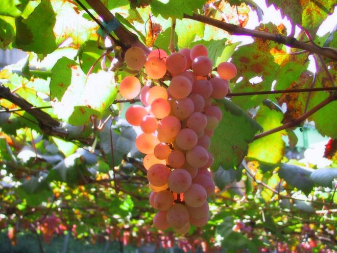 Селекционеры в Соединённых Штатах Америки вывели более 28 видов виноградных растений