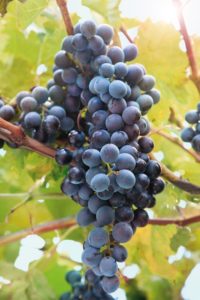 Сорт винограда Саперави северный не особо требователен в уходе