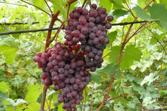 Такой куст можно вырастить и в не традиционных условиях жизни винограда