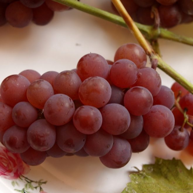 Виноград сорта Сомерсет Сидлис считается сверхранним