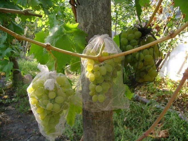 Мешочки для винограда надёжно фиксируются при помощи специальных завязок