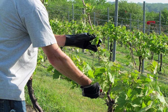 Весной любой виноград обрезают, чтобы избавиться от перемерзших отростков