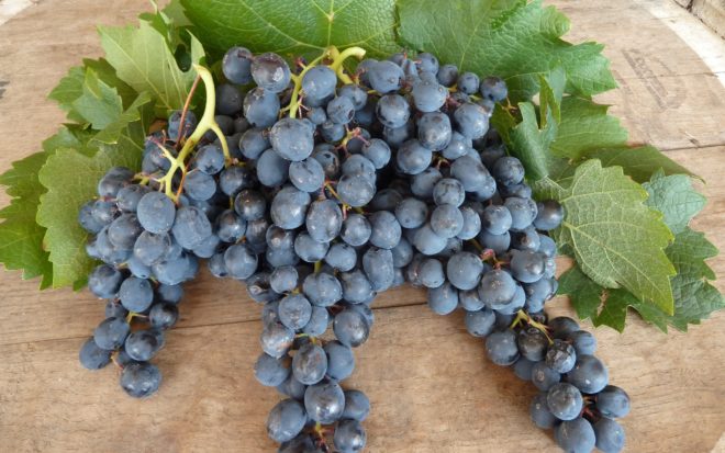 Виноград Саперави северный нуждается в правильном уходе для хорошего плодоноса