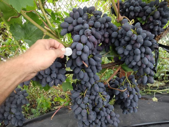 Сорт Кодрянка устойчив к большинству типичных для винограда болезней